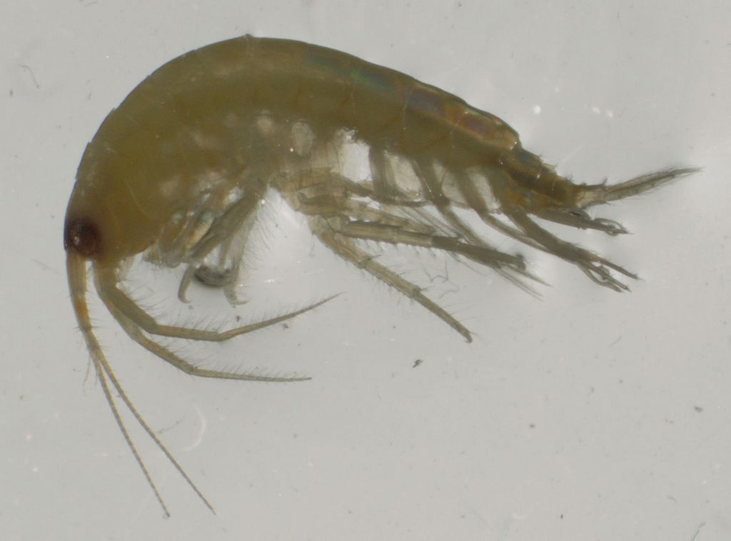 Image of Gammarus daiberi